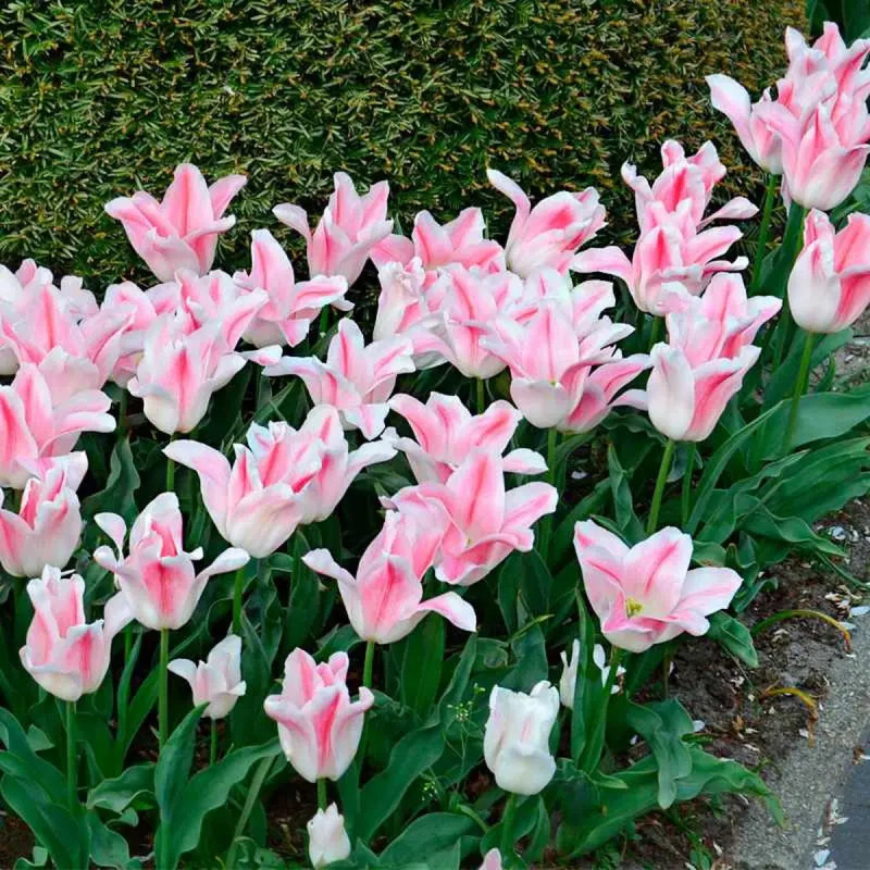 Tulipe Fleur de Lis 'Holland Chic' - Tulipa | Achat producteur