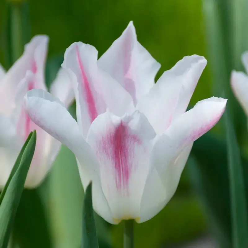 Tulipe Fleur de Lis 'Holland Chic' - Tulipa | Achat producteur