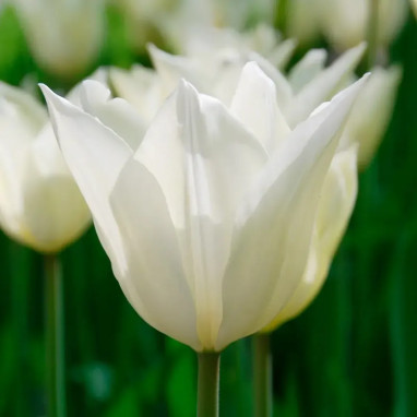 Tulipe fleur de lis 'White Triumphator' - Tulipa | Achat producteur