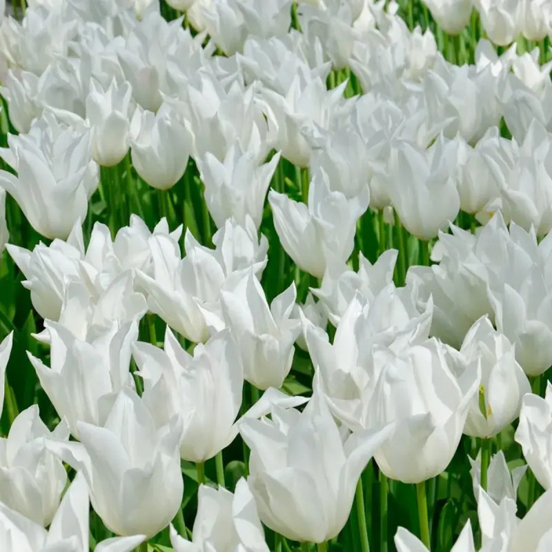 Tulipe fleur de lis 'White Triumphator' - Tulipa | Achat producteur
