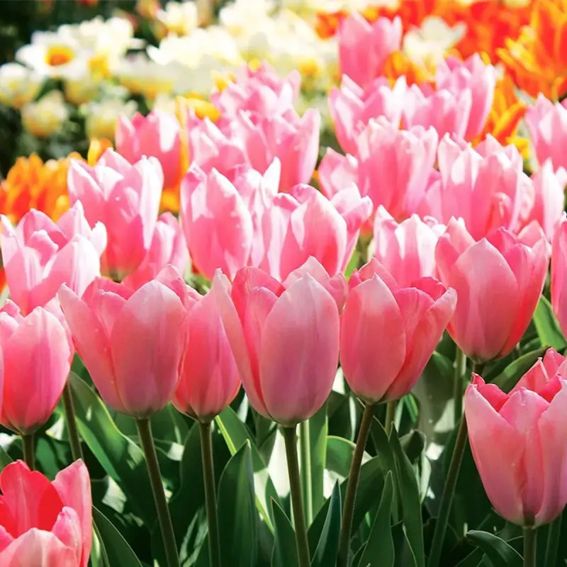 Tulipe fosteriana 'Albert Heijn' - Tulipa | Achat direct au producteur
