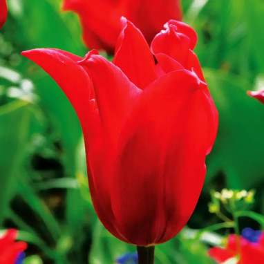 Tulipe fleur de lis 'Pretty Woman' - Tulipa | Achat direct au producteur