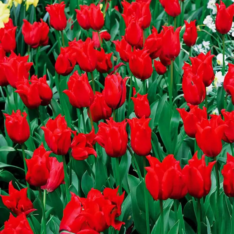 Tulipe fleur de lis 'Pretty Woman' - Tulipa | Achat direct au producteur