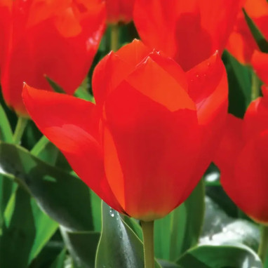 Tulipe Fosteriana 'Mme Lefeber' - Tulipa | Achat direct au producteur