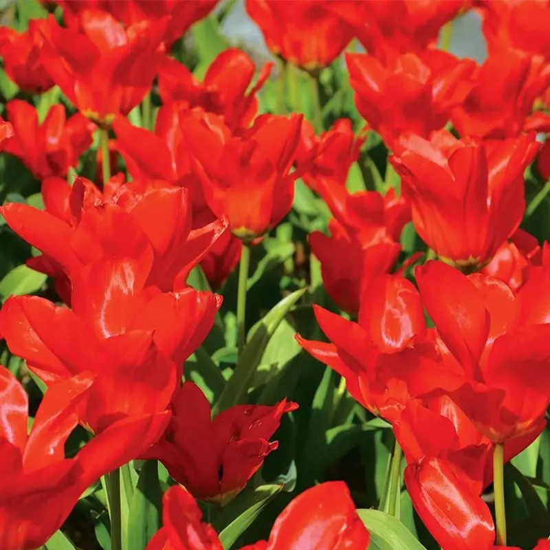 Tulipe Fosteriana 'Mme Lefeber' - Tulipa | Achat direct au producteur