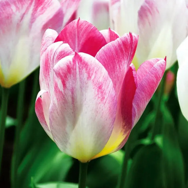 Tulipe Fosteriana 'Flaming Purissima' - Tulipa | Achat producteur
