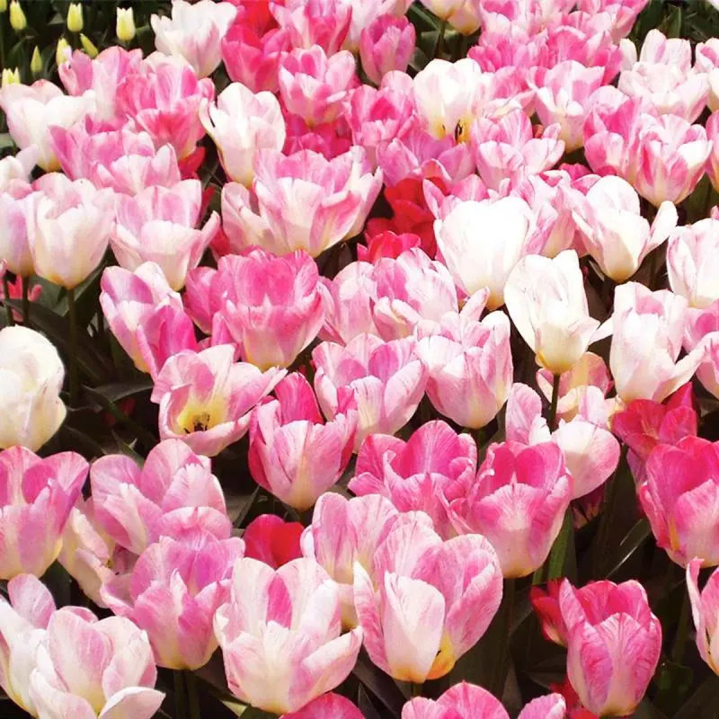 Tulipe Fosteriana 'Flaming Purissima' - Tulipa | Achat producteur
