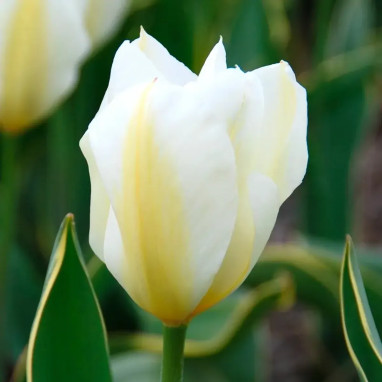 Tulipe Fosteriana 'Purissima Design' - Tulipa | Achat producteur
