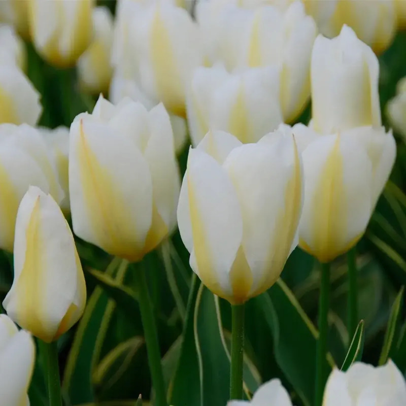 Tulipe Fosteriana 'Purissima Design' - Tulipa | Achat producteur