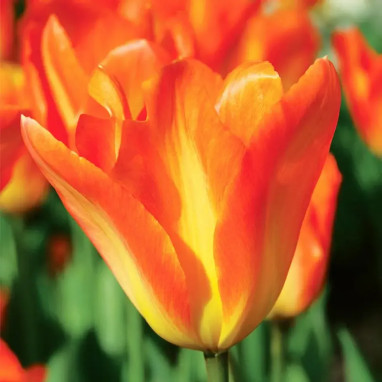 Tulipe Fosteriana 'Orange Emperor' - Tulipa | Achat producteur