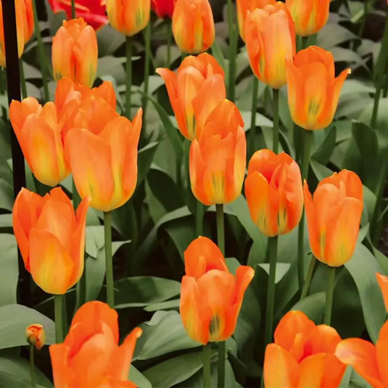 Tulipe Fosteriana 'Orange Emperor' - Tulipa | Achat producteur