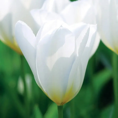Tulipe Fosteriana Purissima - Tulipa | Achat direct au producteur