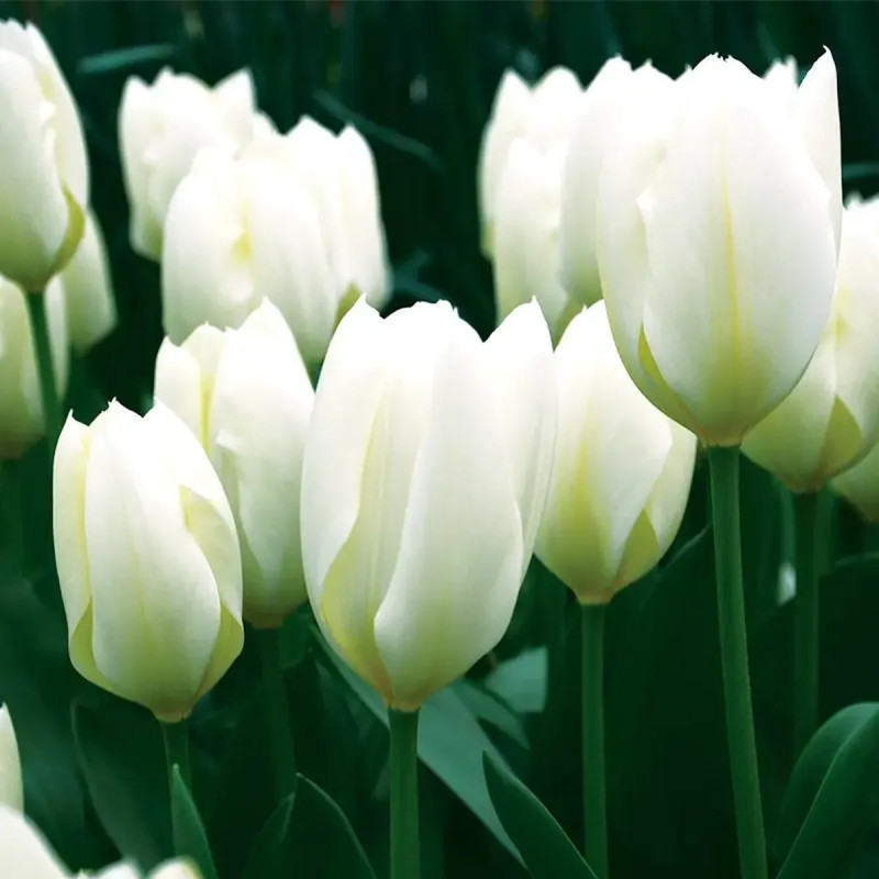 Tulipe Fosteriana Purissima - Tulipa | Achat direct au producteur