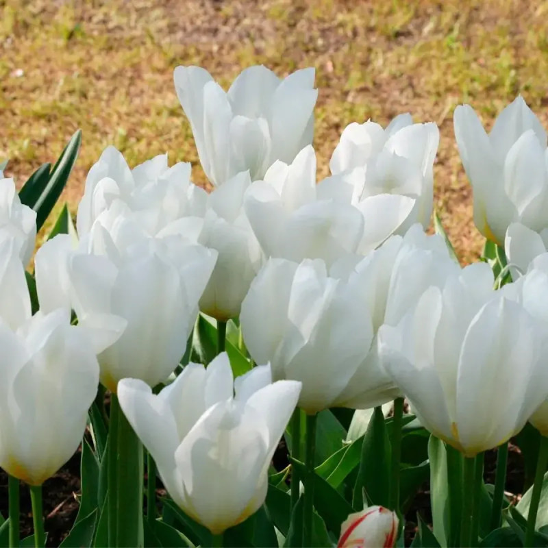 Tulipe Fosteriana Purissima - Tulipa | Achat direct au producteur