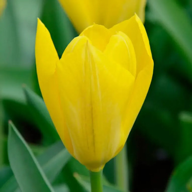 Tulipe Fosteriana 'Emperor Yellow Purissima' | Achat producteur