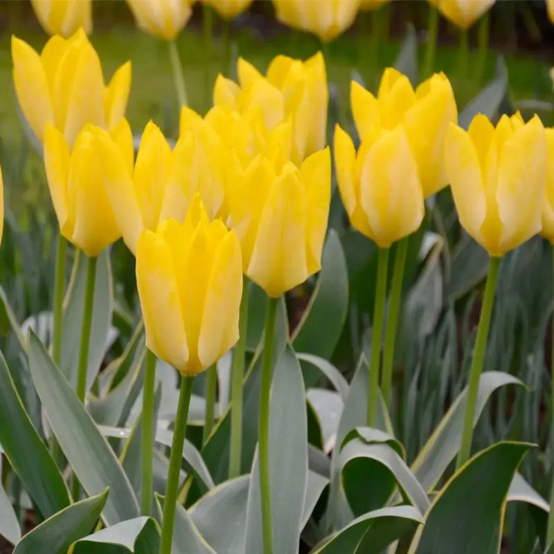 Tulipe Fosteriana 'Emperor Yellow Purissima' | Achat producteur