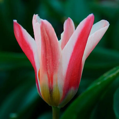 Tulipe Fosteriana 'Zombie' - Tulipa | Achat direct au producteur