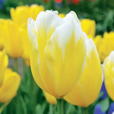 Tulipe Fosteriana 'Sweetheart' - Tulipa | Achat direct au producteur