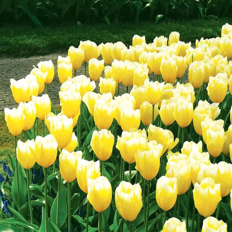 Tulipe Fosteriana 'Sweetheart' - Tulipa | Achat direct au producteur