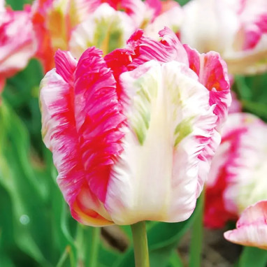 Tulipe Perroquet 'Apricot Parrot' - Tulipa | Achat direct au producteur