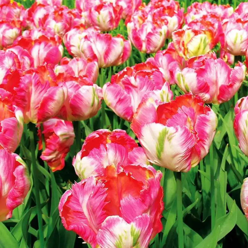 Tulipe Perroquet 'Apricot Parrot' - Tulipa | Achat direct au producteur
