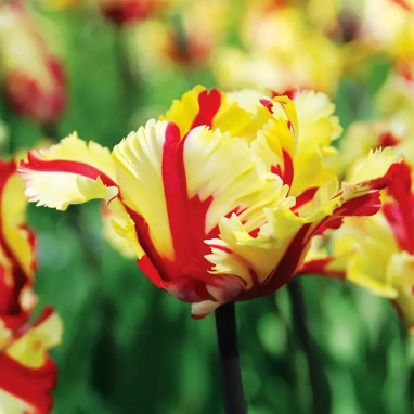 Tulipe Perroquet 'Flaming Parrot' - Tulipa | Achat producteur