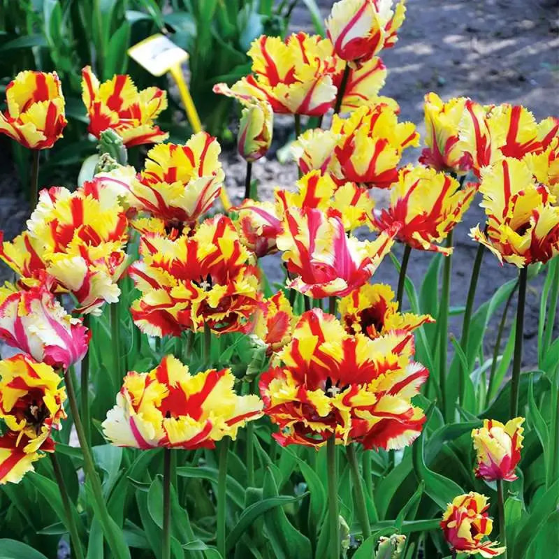 Tulipe Perroquet 'Flaming Parrot' - Tulipa | Achat producteur
