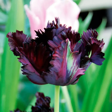 Tulipe Perroquet 'Black Parrot' - Tulipa | Achat direct au producteur