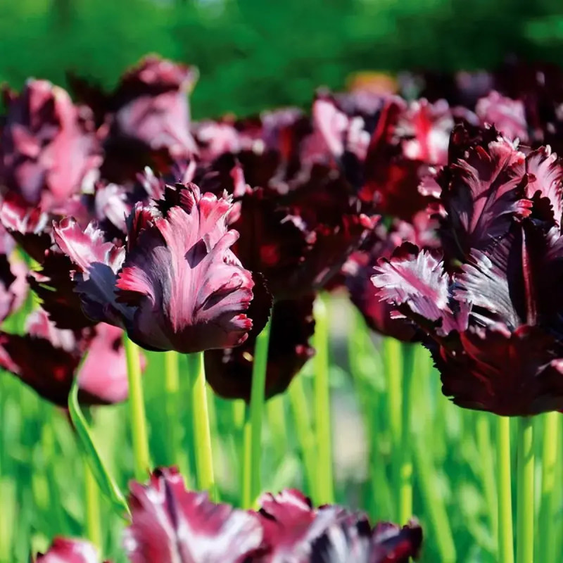 Tulipe Perroquet 'Black Parrot' - Tulipa | Achat direct au producteur
