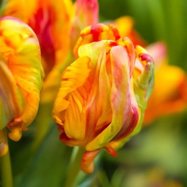 Tulipe Perroquet 'Rasta Parrot' - Tulipa | Achat direct au producteur