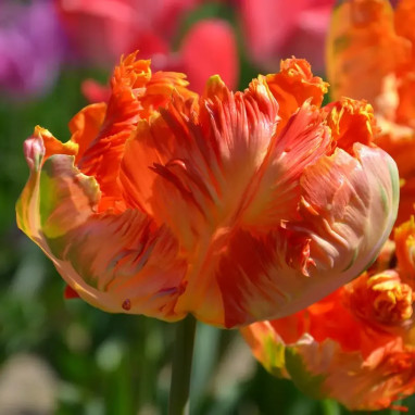 Tulipe Perroquet 'Flower Power' - Tulipa | Achat producteur