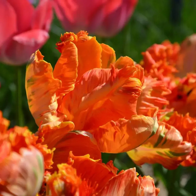 Tulipe Perroquet 'Flower Power' - Tulipa | Achat producteur