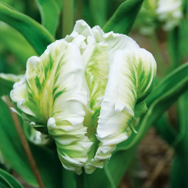 Tulipe Perroquet 'Super Parrot' - Tulipa | Achat direct au producteur