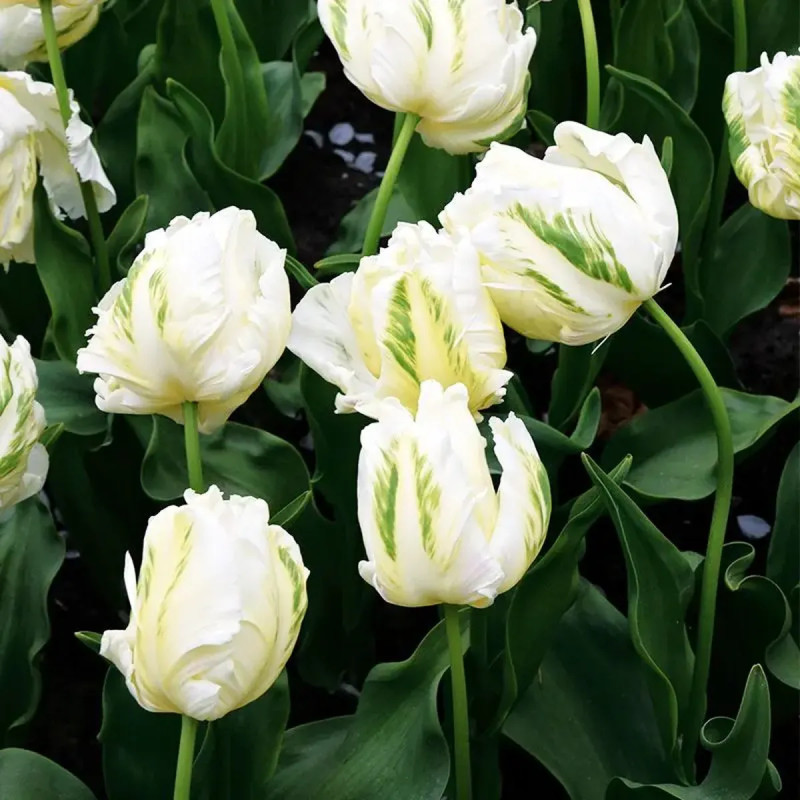 Tulipe Perroquet 'Super Parrot' - Tulipa | Achat direct au producteur