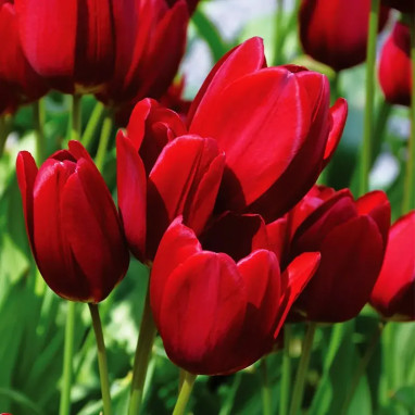 Tulipe pluriflore Red Georgette - Tulipa | Achat direct au producteur