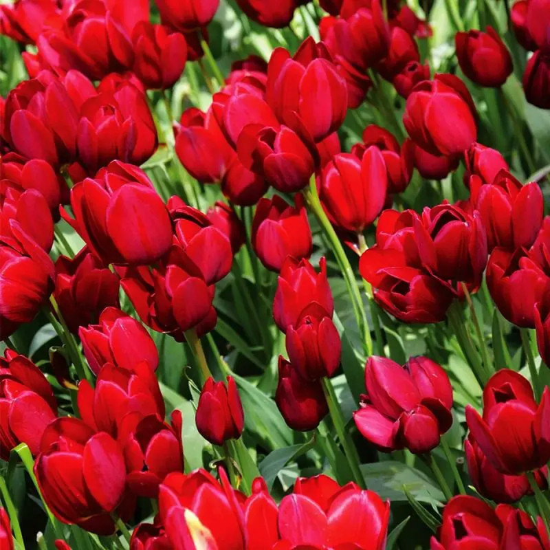 Tulipe pluriflore Red Georgette - Tulipa | Achat direct au producteur