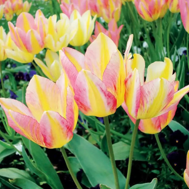 Tulipe pluriflore 'Antoinette' - Tulipa | Achat direct au producteur