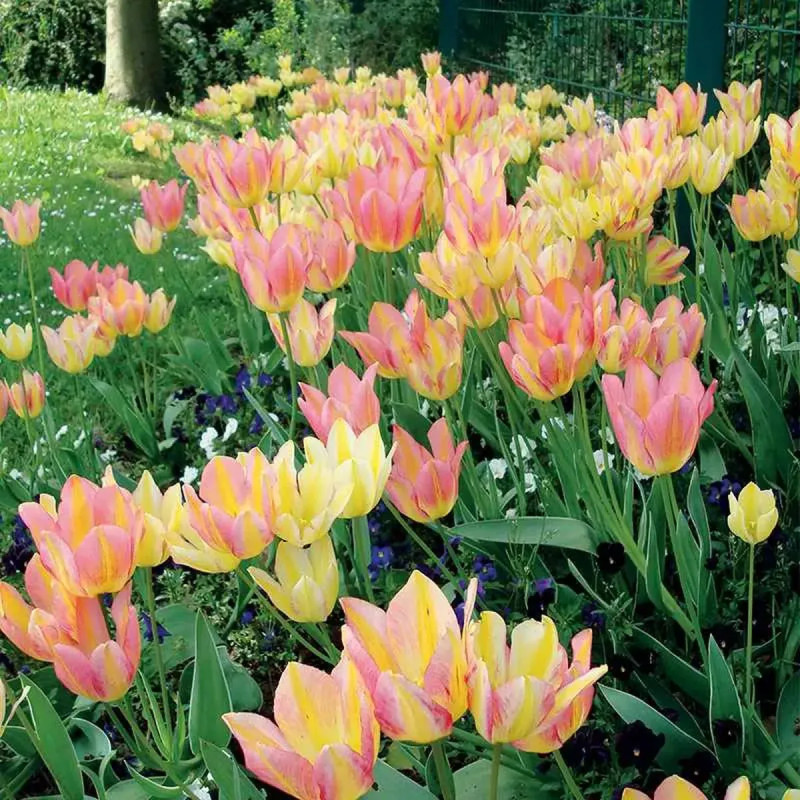 Tulipe pluriflore 'Antoinette' - Tulipa | Achat direct au producteur