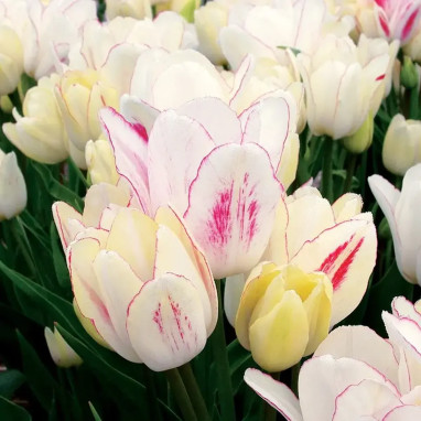 Tulipe pluriflore Candy Club - Tulipa | Achat direct au producteur