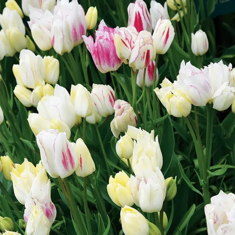 Tulipe pluriflore Candy Club - Tulipa | Achat direct au producteur