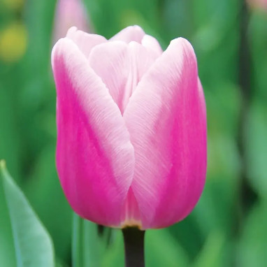 Tulipe Simple Hâtive 'Aafke' - Tulipa | Achat direct au producteur