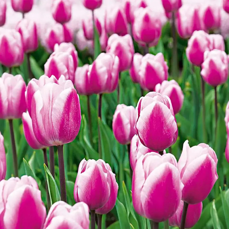 Tulipe Simple Hâtive 'Aafke' - Tulipa | Achat direct au producteur