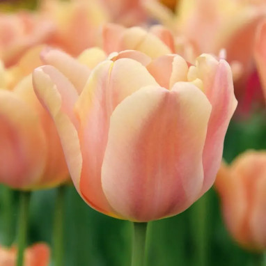 Tulipe 'Apricot Foxx' - Tulipa | Achat direct au producteur