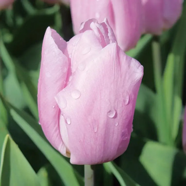 Tulipe 'Candy Prince' - Tulipa | Achat direct au producteur