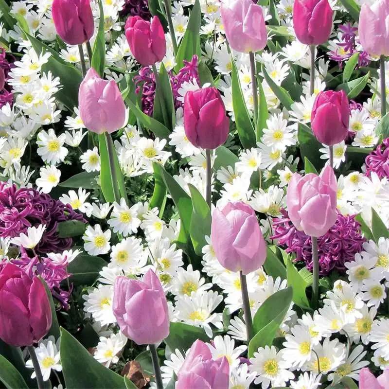 Tulipe 'Candy Prince' - Tulipa | Achat direct au producteur
