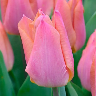 Tulipe Simple Hâtive 'Salmon Prince' - Tulipa | Achat producteur