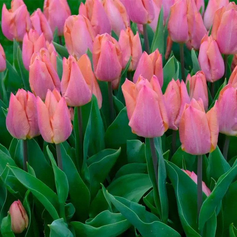 Tulipe Simple Hâtive 'Salmon Prince' - Tulipa | Achat producteur