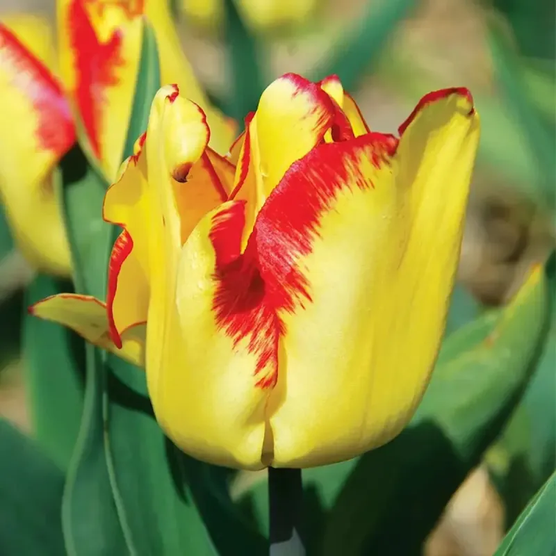 tulipe hative cape town