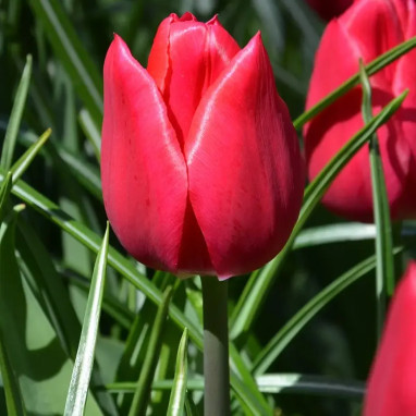 Tulipe 'Christmas Carol' - Tulipa | Achat direct au producteur