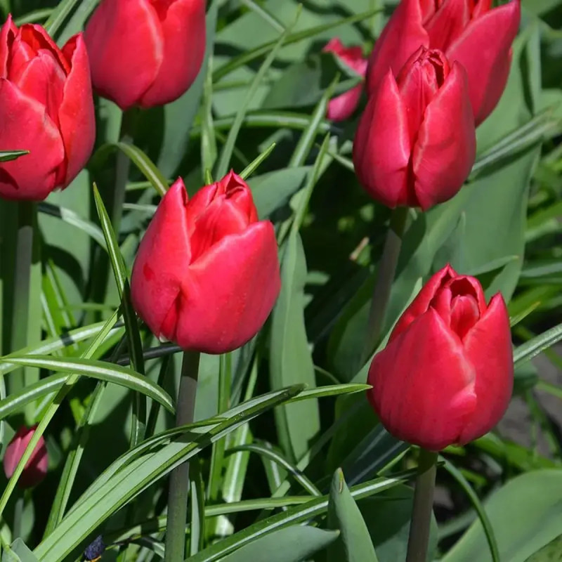 Tulipe 'Christmas Carol' - Tulipa | Achat direct au producteur